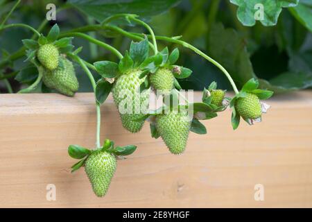 Gros plan de fraises vertes et non mûres dans le jardin Banque D'Images