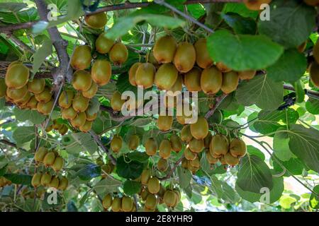 Saison de cueillette des kiwis. Kiwi sur une plantation de kiwi avec d'énormes grappes de fruits. Jardin avec arbres et fruits biologiques. Lumière solaire et déplacement des feuilles Banque D'Images