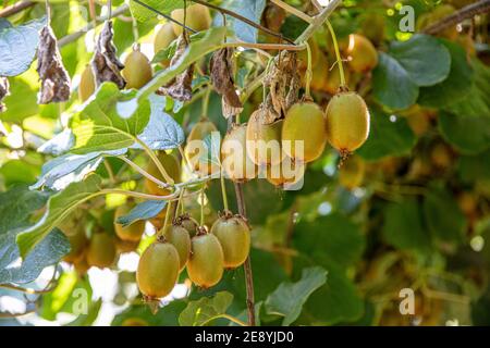 Saison de cueillette des kiwis. Kiwi sur une plantation de kiwi avec d'énormes grappes de fruits. Jardin avec arbres et fruits biologiques. Lumière solaire et déplacement des feuilles Banque D'Images