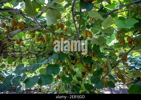 Saison de cueillette des kiwis. Kiwi sur une plantation de kiwi avec d'énormes grappes de fruits. Jardin avec arbres et fruits biologiques. Lumière solaire et déplacement des feuilles Banque D'Images