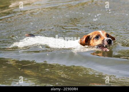 Petit Jack Russell terrier nageant dans la rivière, seule sa tête visible au-dessus de l'eau. Bouche ouverte comme elle porte le bâton de bois Banque D'Images