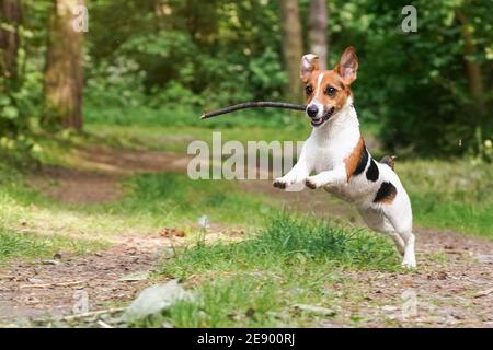 Jeune Jack Russell terrier qui court sur une route forestière avec un bâton de bois dans sa bouche, sautant dans l'air, arbres flous et fond d'herbe Banque D'Images