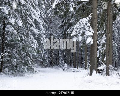 Chemin enneigé à travers un bois paysagé couvert de neige. Forêt pittoresque en hiver Banque D'Images