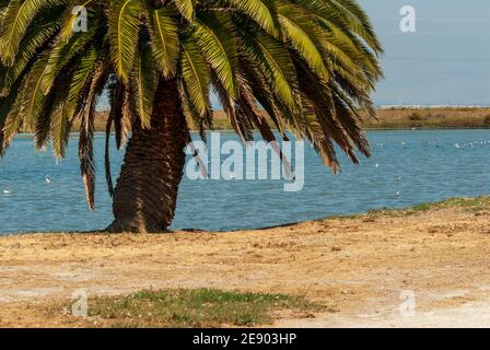 Palmier de l'île des Canaries, Phoenix canariensis, ou, sur les îles Canaries, Palmera canaria. Sur la rive d'un lac en Californie, États-Unis. Banque D'Images