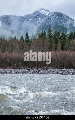 Forêt d'Evergreen et Red Alders le long de la rivière Nisqually, en bordure du parc national du Mont Rainier, État de Washington, États-Unis. Banque D'Images