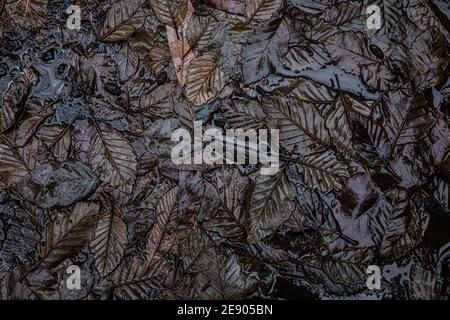 Feuilles sur un pont. Terrain de camping Big Creek. Banque D'Images