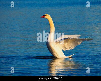 Piscine Swan sur l'eau Banque D'Images