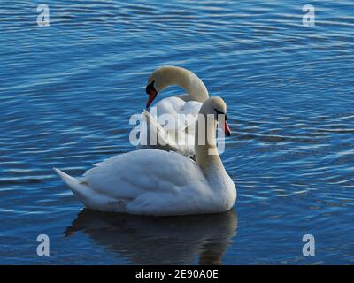 Piscine Swan sur l'eau Banque D'Images