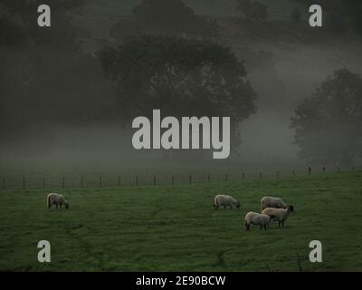 Brume de l'aube - mouflons de montagne paissant paisiblement dans un champ de rosée Avec toile de fond brumeuse à l'aube dans Eden Valley à Cumbria, Angleterre, Royaume-Uni Banque D'Images