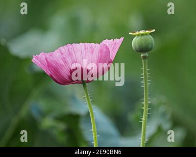 Fleur pourpre distinctive et tête de semis caractéristique de pavot à opium alias de graines de pavot (Papaver somniferum) dans un jardin à Cumbria, Angleterre, Royaume-Uni Banque D'Images
