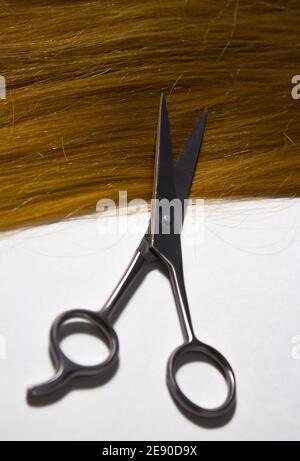 Cheveux longs en or blond naturel et en bonne santé couchés avec des ciseaux métalliques sur fond blanc, photo verticale Banque D'Images
