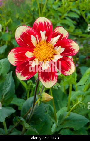 Gros plan de Dahlia Danum Torch une collerette dahlia qui Fleurs rouges et jaunes en été et en automne A. plante tubéreuse à feuilles caduques et à moitié dure Banque D'Images