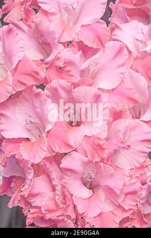 Gros plan de grandes fleurs de la floraison d'été Gladiolus Teamwork Fleurs rose à rose pâle Banque D'Images