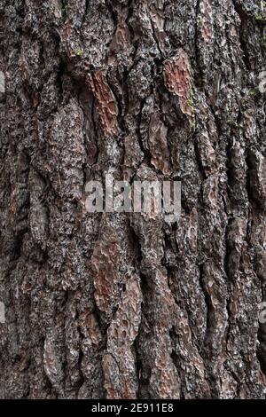 Texture de fond de l'écorce de l'arbre. Vieux bois écorce sèche de l'arbre. Banque D'Images