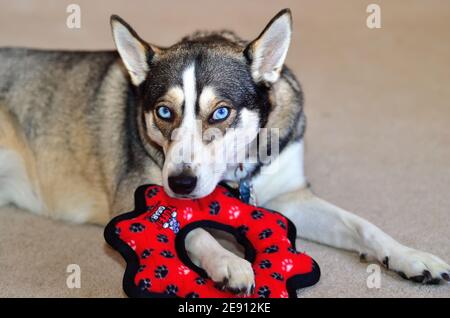 Sycamore, Illinois, États-Unis. Un chien de race mixte aux caractéristiques de race husky significatives, dont les yeux bleu vif, aime jouer avec un jouet à Noël. Banque D'Images
