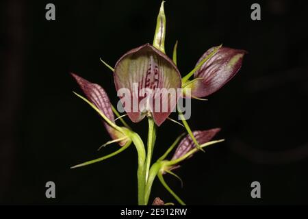 Plante d'orchidée Bonnnet en fleur Banque D'Images