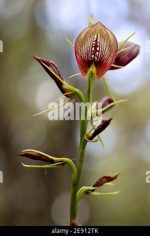 Plante d'orchidée Bonnnet en fleur Banque D'Images