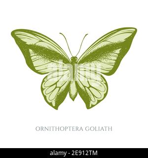 Ensemble vectoriel de papillons à queue d'arbre en forme de pastel dessinés à la main Illustration de Vecteur