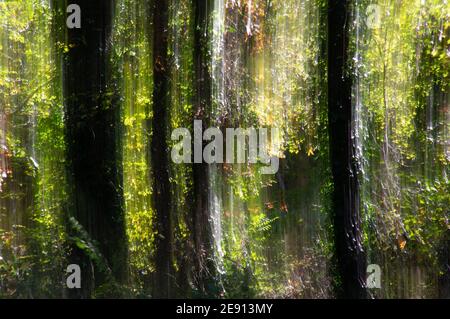 Le mouvement intentionnel de la caméra dans les bois de fort Hunt Park crée effet onirique Banque D'Images
