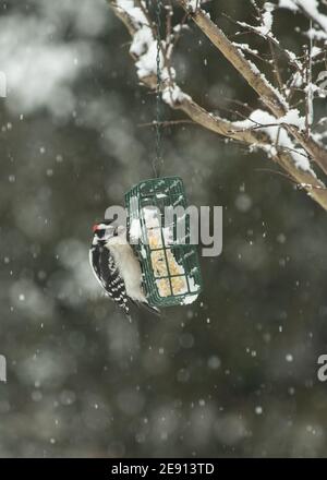 Pic de bois (Dryobates pubescens) à l'alimenteur de suet en hiver Banque D'Images