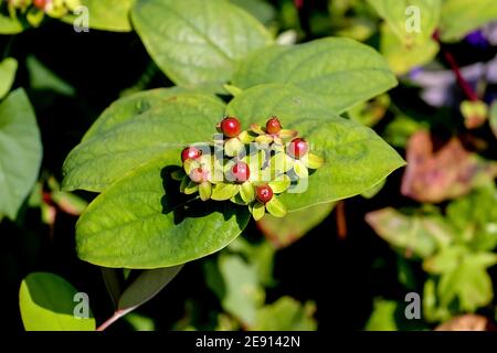 Fruits colorés de tutsan à la fin de l'été et à l'automne, Hypericum androsaemum Banque D'Images