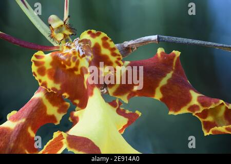 Orchid d'araignée jaune et rouge dans un jardin méditerranéen au Nouveau-Mexique. Banque D'Images