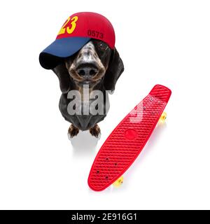 cool look décontracté dachshund chien de saucisse portant une casquette de baseball ou un chapeau , sur un skateboard Banque D'Images