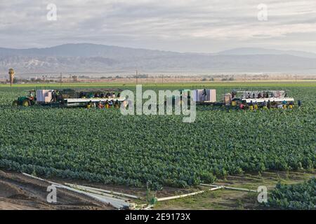 Récolte des ouvriers agricoles hispaniques - emballage du chou-fleur organique 'Brassica oleracea var. Botrytis', tracteur John Deere, lumière du matin, Californie. Banque D'Images