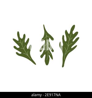 Salade d'arugula feuilles vertes. Rucola. Une alimentation végétarienne saine. Illustration vectorielle colorée de style dessin animé isolée sur fond blanc Illustration de Vecteur