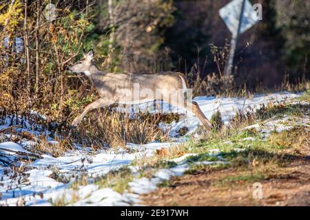 Le cerf de Virginie (odocoileus virginianus) bondit à travers un fossé routier dans le Wisconsin, à l'horizontale Banque D'Images