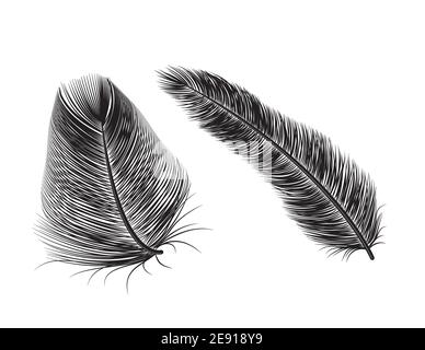 Arrière-plan de l'icône de remplissage de plumes vectorielles. Plume isolée des oiseaux Illustration de Vecteur