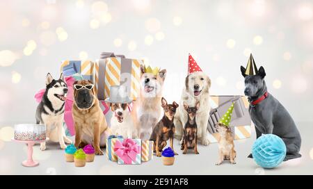 Chiens mignons avec cadeaux d'anniversaire et gâteries sur fond clair Banque D'Images