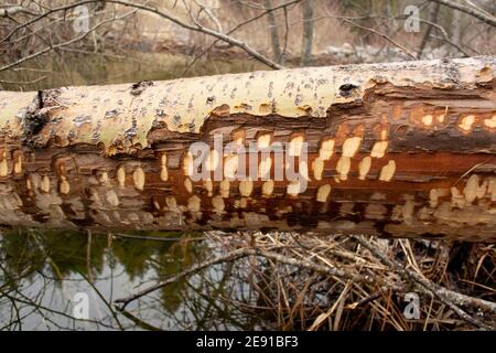 Castor (Castor canadensis) dommage causé à un cotonwood noir tombé, Populus trichocarpa, le long du ruisseau Callahan, à Troy, au Montana. Cet arbre est également Banque D'Images