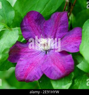 Groupe à grandes fleurs 'Jackmanii' tardif, klematis (hybride Clematis) Banque D'Images