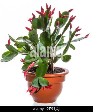 Julkaktus, cactus de Noël (Schlumbergera x buckleyi) Banque D'Images