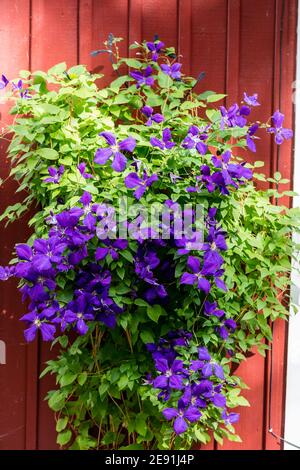 Groupe à grandes fleurs 'Jackmanii' tardif, klematis (hybride Clematis) Banque D'Images