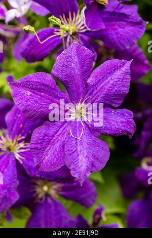 Groupe à grandes fleurs 'Jackmanii' tardif, klematis (hybride Clematis) Banque D'Images