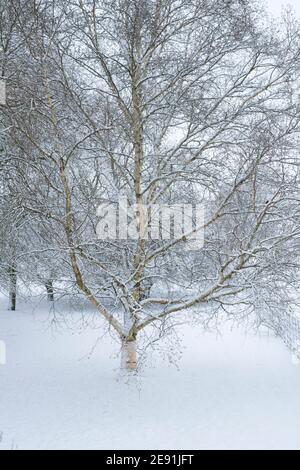Pendula Betula. Bouleau argenté dans la neige. Swinbrook, Cotswolds, Oxfordshire, Angleterre Banque D'Images