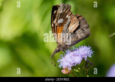 Un papillon de museau américain nourrissant de la fleur de frema dans le LRGV. Banque D'Images