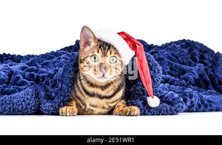 Chat mignon avec un motif écossais chaud et un chapeau de père Noël sur du blanc arrière-plan Banque D'Images