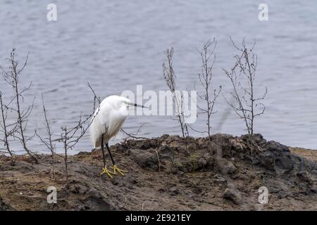 Egret blanc sur le lac Banque D'Images