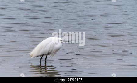 Egret blanc sur le lac Banque D'Images