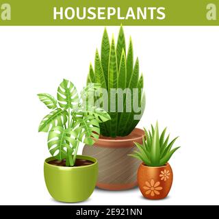 Composition réaliste de plantes de maison avec pots de plantes vertes et vecteur de sol illustration Illustration de Vecteur