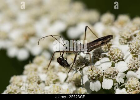 Un Bug d'Assassin à quatre poussées se prérit à la volée sur des fleurs d'yarrow. Banque D'Images