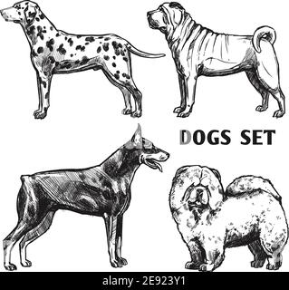 Ensemble de portraits de chiens de croquis avec le shar-pei et chow de dalmatian doberman illustration vectorielle isolée des profils chow Illustration de Vecteur