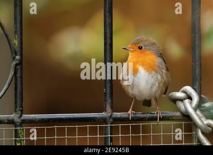 Un Robin (erithacus rubecula) perché sur une porte de jardin en métal, Warwickshire Banque D'Images
