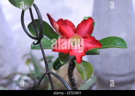 fleur d'obesum d'adenium rouge Banque D'Images