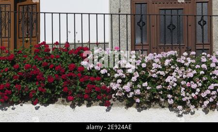 Délicate plantes parfumées de géraniums sur une clôture surélevée dans le village andalou Banque D'Images