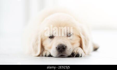 Gros plan sur le chiot de Nice Retriever Banque D'Images