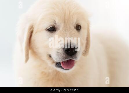 Gros plan sur le chiot de Nice Retriever Banque D'Images